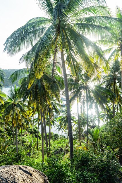 Kokospalmen auf der tropischen Insel im Sommer