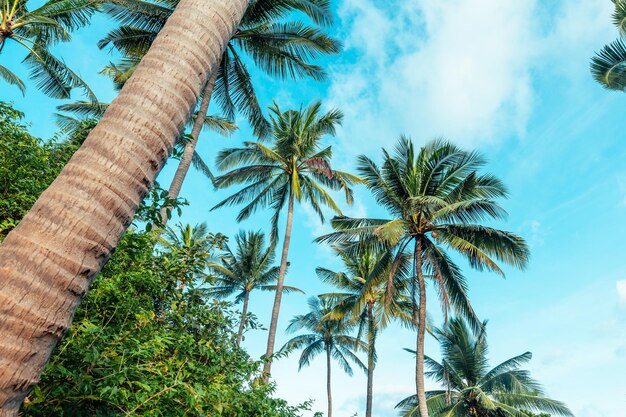 Kokospalmen auf der tropischen Insel im Sommer