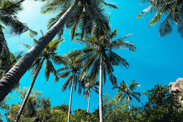 Kokospalmen auf der tropischen Insel im Sommer