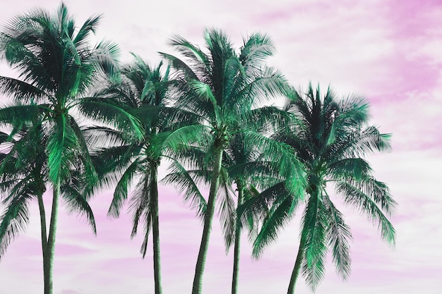 Kokospalmen auf rosafarbenem Himmel Vintage-Ton