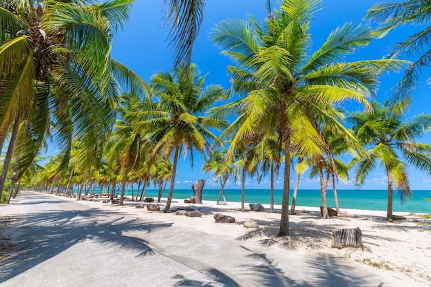 Kokospalmen auf weißem sandigem Strand und blauem Himmel im Süden von Thailand