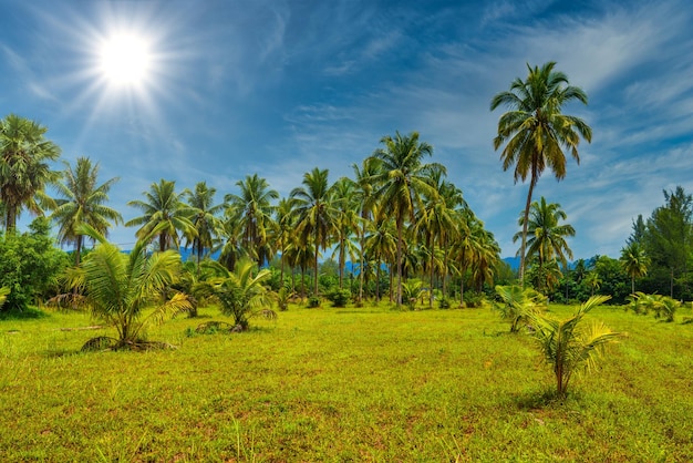 Kokospalmen mit grünem Feld und blauem Himmel White Sand Beach Kh