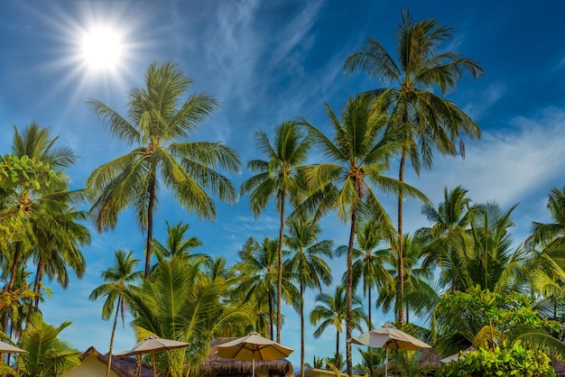 Kokospalmen mit grünem Feld und blauem Himmel White Sand Beach Kh