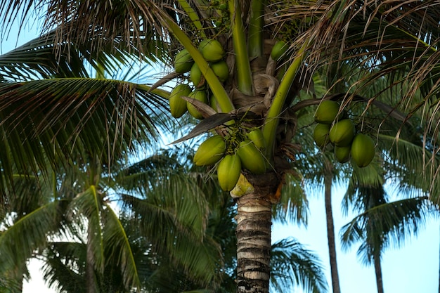 Kokospalmen mit grünen Kokosnüssen und blauem Himmel im Hintergrund