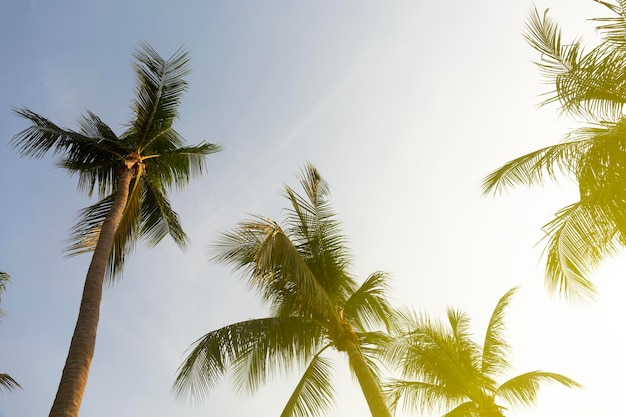 Kokospalmen mit Hintergrundbeleuchtung von unten nach oben