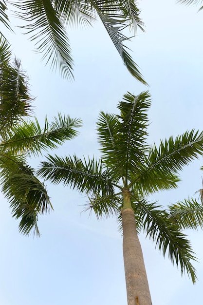 Kokospalmen mit Hintergrundbeleuchtung von unten nach oben