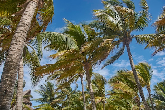 Kokospalmen mit im Wind wehenden Blättern 2