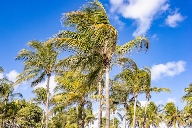 Foto kokospalmen, palmen an der tropischen küste am strand mit himmelhintergrund.