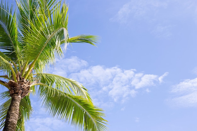 Kokospalmen, schön tropisch mit Himmel und Wolken.