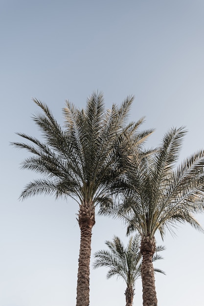 Kokospalmen. Schöne exotische tropische Natur des Sommers