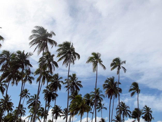 Kokospalmen und klarer Urlaubsstrand und Happy-Day-Konzept