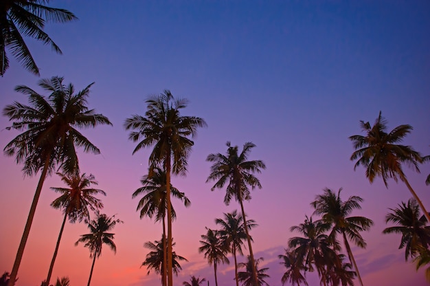 Kokospalmen und lila Himmel