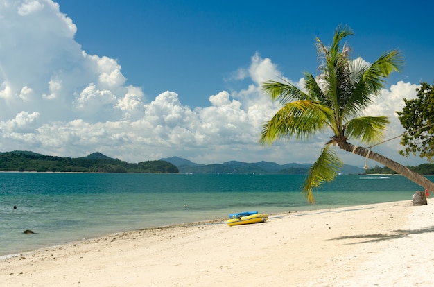 Kokospalmen und Strand