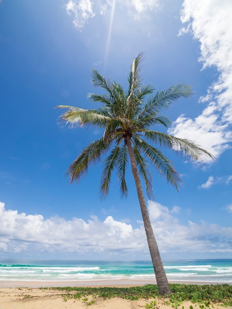 Kokospalmen und tropisches Meer. Sommerferien und tropisches Strandkonzept. Kokospalme wächst am weißen Sandstrand. Allein Kokospalme vor Freiheitsstrand Phuket, Thailand.