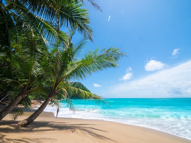 Kokospalmen und tropisches Meer Sommerurlaub und tropisches Strandkonzept