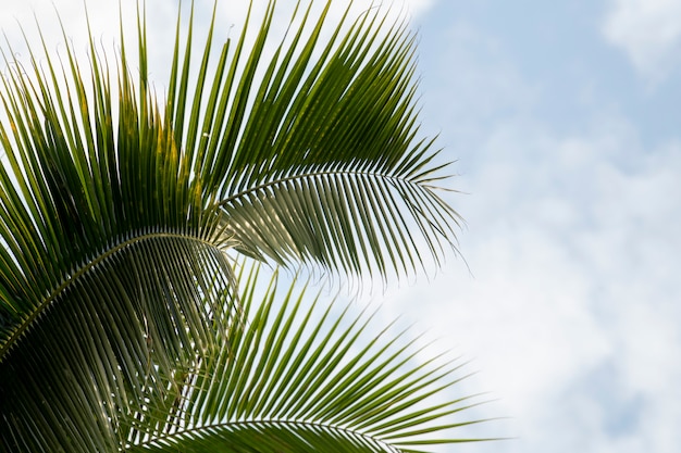 Kokospalmenblätter auf Wolkengebilde-Hintergrund