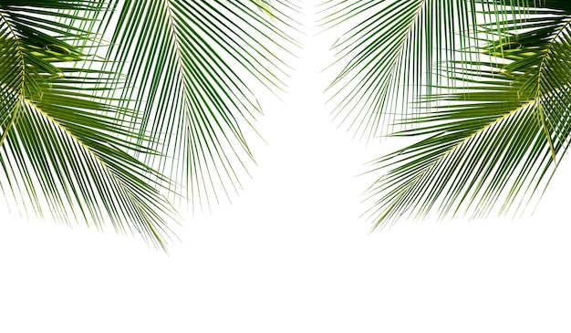 Kokospalmenblätter isoliert auf weißem Hintergrund