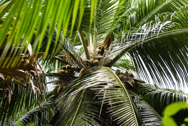 Kokospalmenpalme mit Ernte unten Ansicht