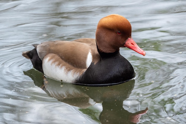 Kolbenente auf dem Teich Netta rufina