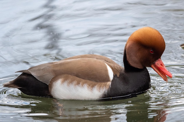 Kolbenente auf dem Teich Netta rufina