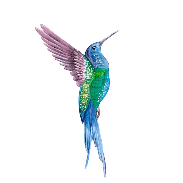 Kolibri-Aquarellillustration lokalisiert auf weißem Hintergrund