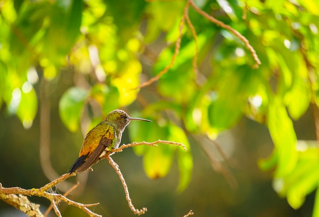 Kolibri auf einem Ast