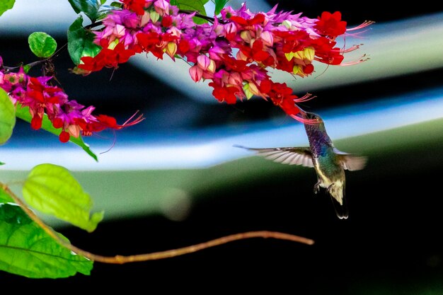 Kolibri bestäubt Blumen, trinkt Nektar und schlägt dabei mit den Flügeln in der Luft, Naturschauspiel, perfekt.