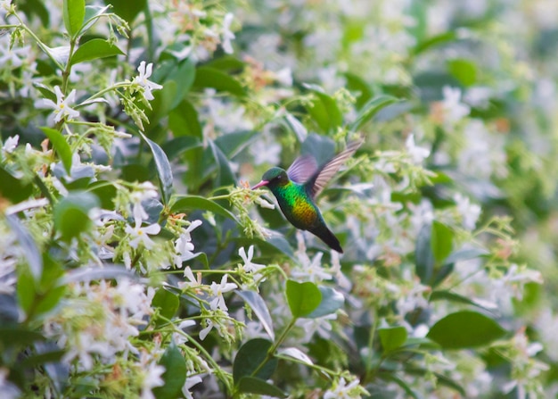 Kolibri bestäubt eine Jasminblüte