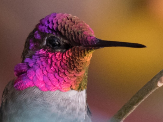 Kolibri-Bild-Hintergrund und Tapeten