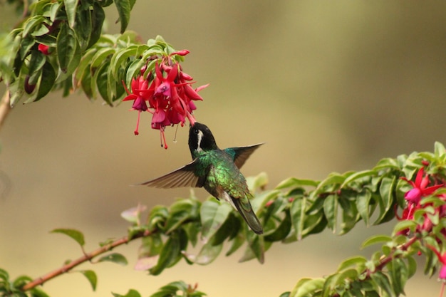 Kolibri Colibri