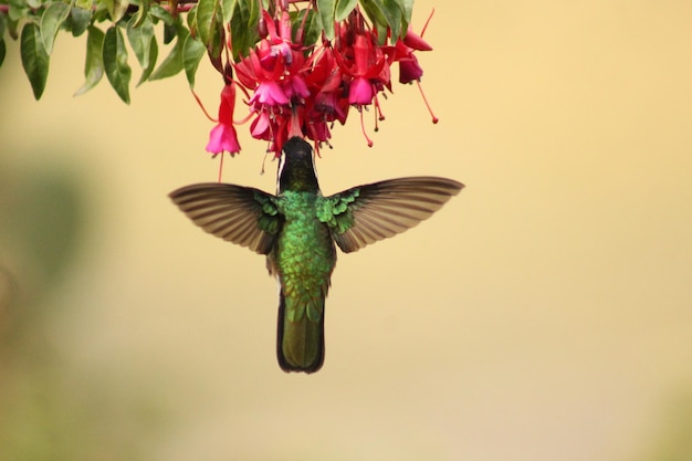 Kolibri Colibri