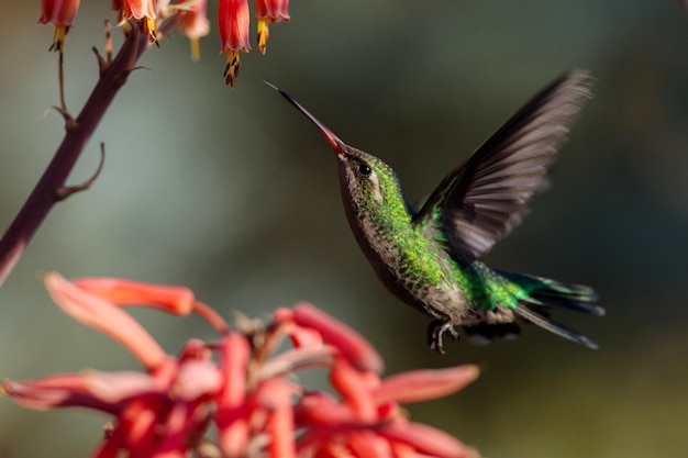 Kolibri fliegt an Blumen vorbei