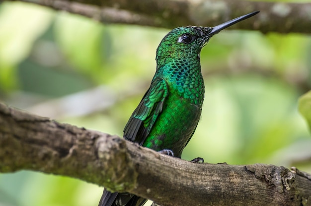 Kolibri ist eine Familie kleiner Vögel aus dem Orden Swift.