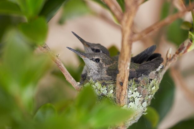 Foto kolibri-küken sitzen im nest