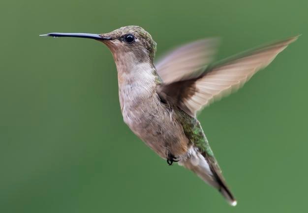 Kolibri schwebt über einem Futter.