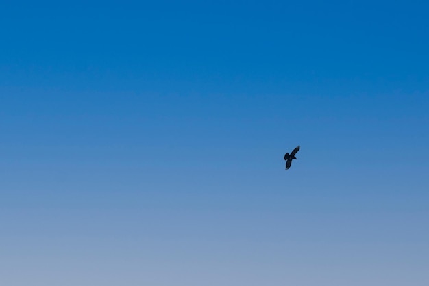 Kolkrabe Corvus Corax mit blauem Himmelshintergrund