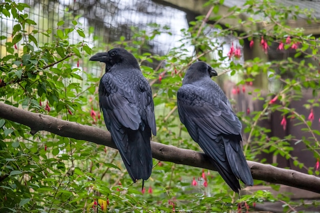 Kolkrabe Corvus corax