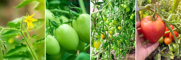 Kollage-Bio-Tomaten-Sammlung Landwirtschaftskonzept Verkauf von landwirtschaftlichen Nutzpflanzen Banner