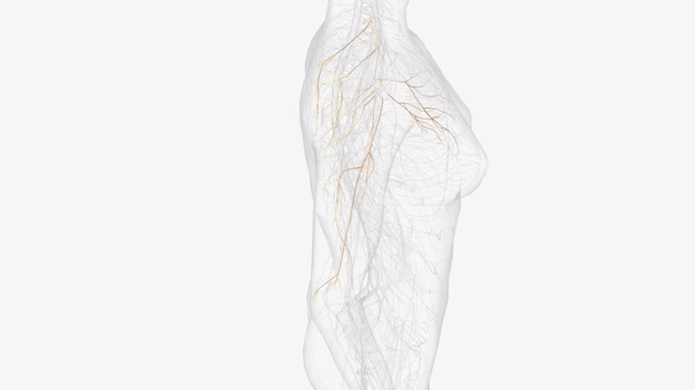 Kollaterale Zweige des rechten Plexus brachialis