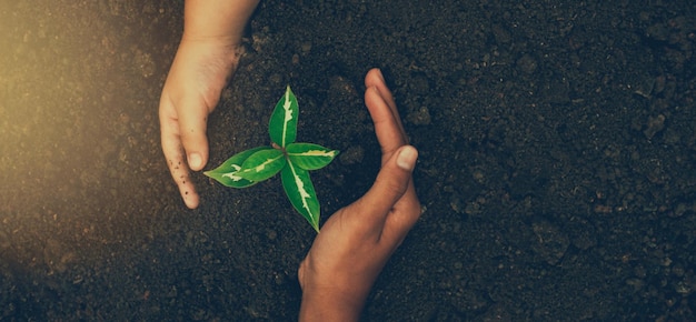 Ökologie Naturschutz Earth Day Konzept Pflanzen Pflanzen in Menschenhand über grün