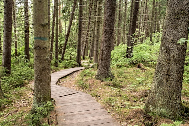 Ökologischer Weg aus Holzbohlen, um in den Wald zu gehen