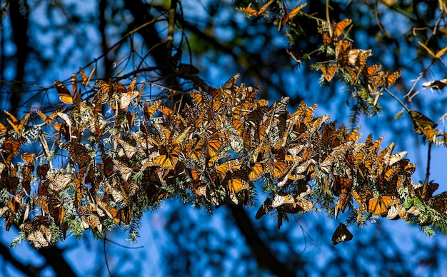 Kolonie der Monarchfalter Danaus plexippus sitzen auf Kiefernzweigen in einem Park El Rosario Reserve des Bundesstaates Biosfera Monarca Angangueo in Michoacan Mexiko