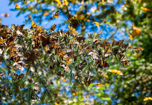 Kolonie der Monarchfalter Danaus plexippus sitzen auf Kiefernzweigen in einem Park El Rosario Reserve des Bundesstaates Biosfera Monarca Angangueo in Michoacan Mexiko