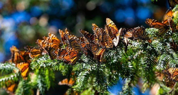 Kolonie der Monarchfalter Danaus plexippus sitzen auf Kiefernzweigen in einem Park El Rosario Reserve des Bundesstaates Biosfera Monarca Angangueo in Michoacan Mexiko