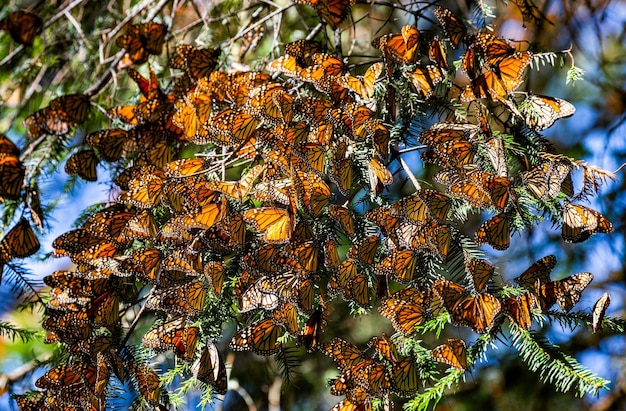 Kolonie der Monarchfalter Danaus plexippus sitzen auf Kiefernzweigen in einem Park El Rosario Reserve des Bundesstaates Biosfera Monarca Angangueo in Michoacan Mexiko