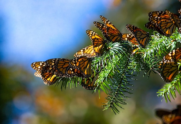 Kolonie der Monarchfalter Danaus plexippus sitzen auf Kiefernzweigen in einem Park El Rosario Reserve des Bundesstaates Biosfera Monarca Angangueo in Michoacan Mexiko