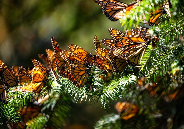 Kolonie der Monarchfalter Danaus plexippus sitzen auf Kiefernzweigen in einem Park El Rosario Reserve des Bundesstaates Biosfera Monarca Angangueo in Michoacan Mexiko