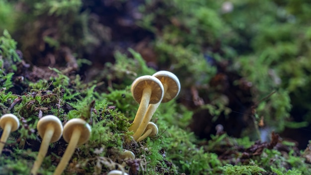 Kolonie von winzigen Pilzen auf dem Baum im Moos, Wald von Sotschi, Russland