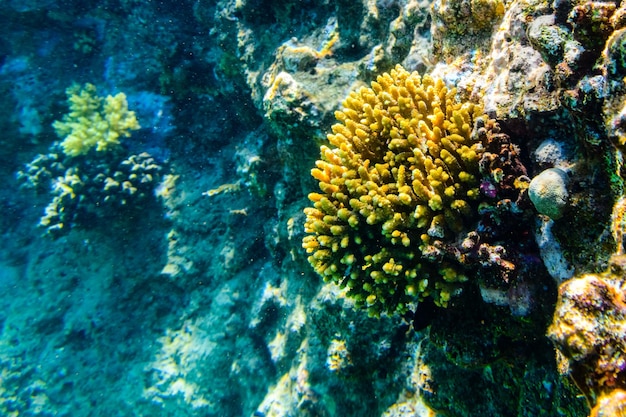 Kolonien der Korallen Acropora am Korallenriff im Roten Meer