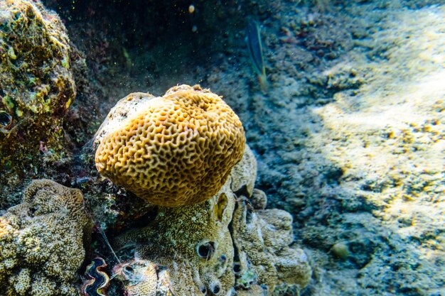 Kolonien der Korallen Goniastrea am Korallenriff im Roten Meer